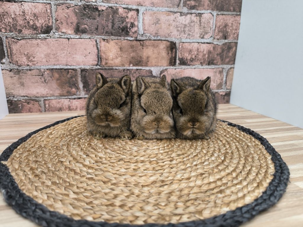 Króliczki Karzełki Szare króliki