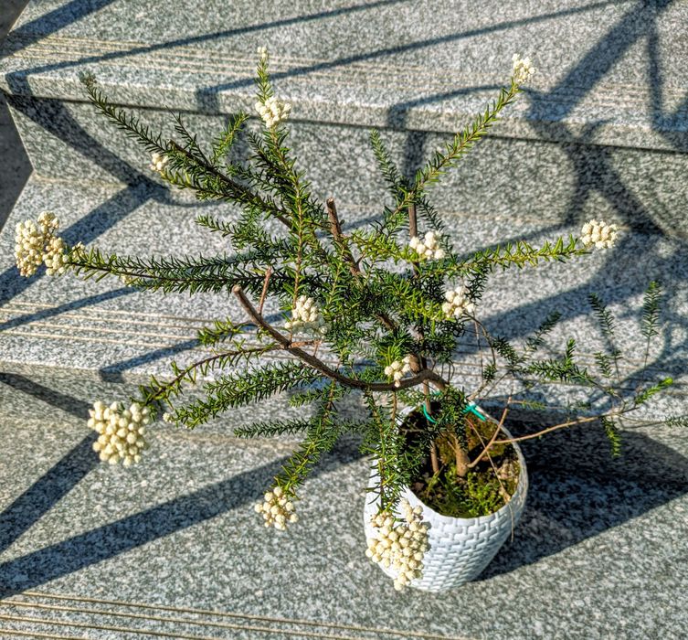 Plantas , catos, suculentas, protea, leucadendro