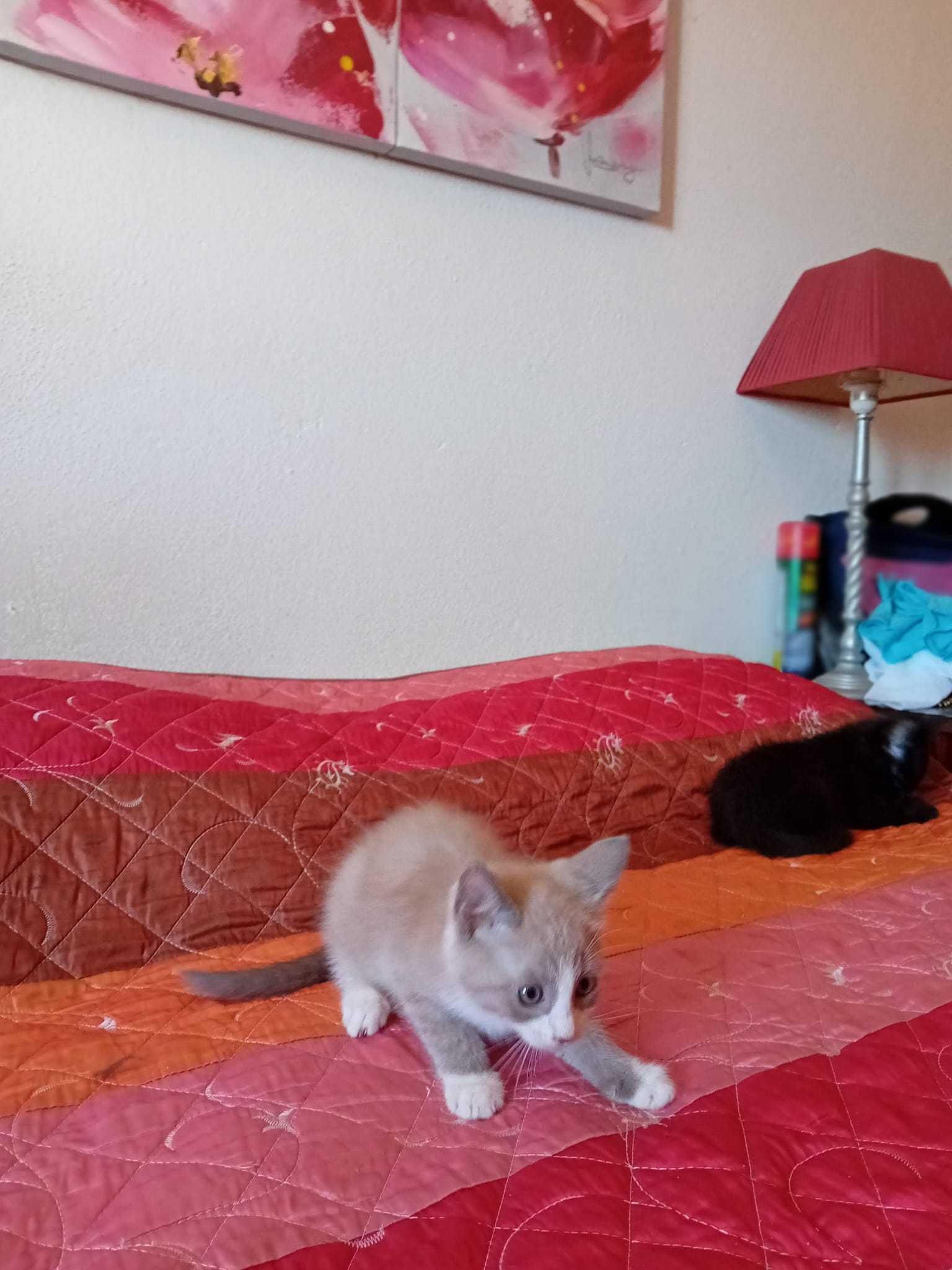 Gatinhos para dar