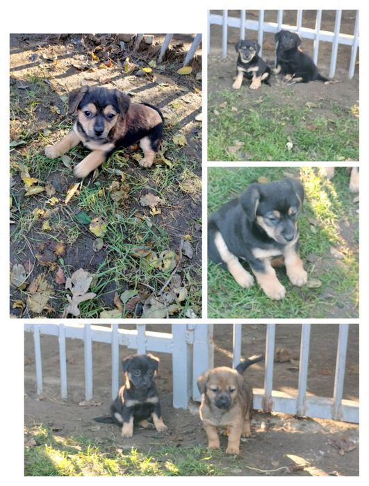 Oddam pieski szczeniaczki