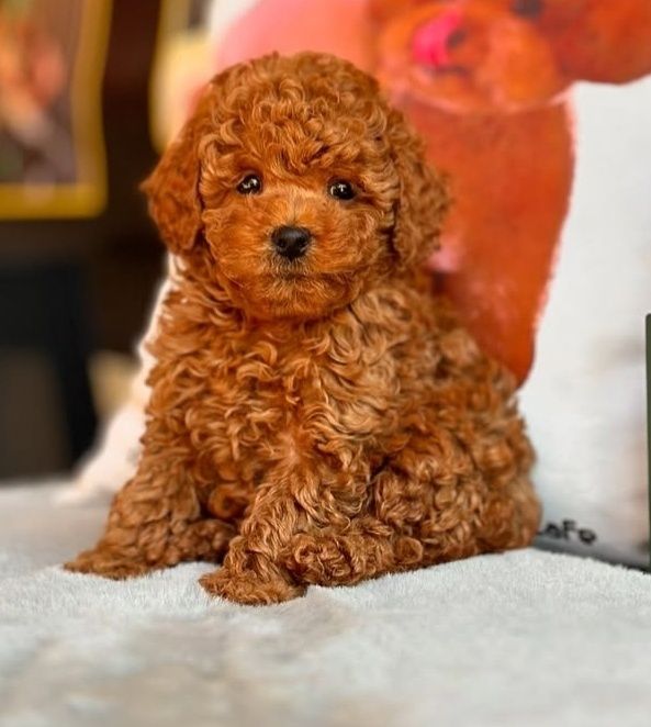 Віп красавчік той пуделЬ