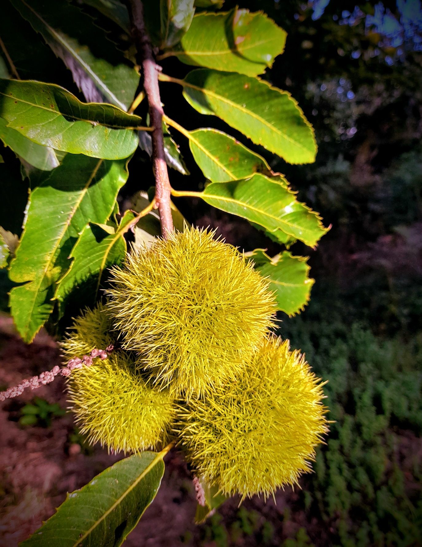 Castanhas biológicas