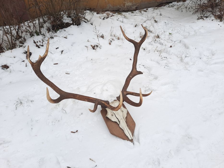 Polecam świetne Poroża jelenia