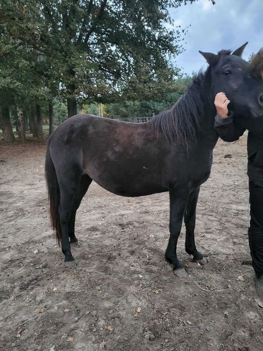 Klacz huculska 2,5 letnia