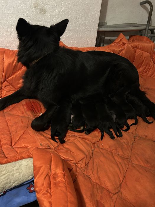 Цуценята німецької вічарки чорні