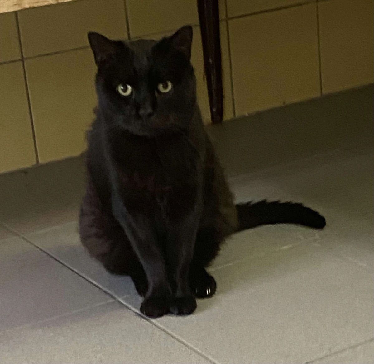 Czarny lękliwy kocurek Bobby do adopcji!