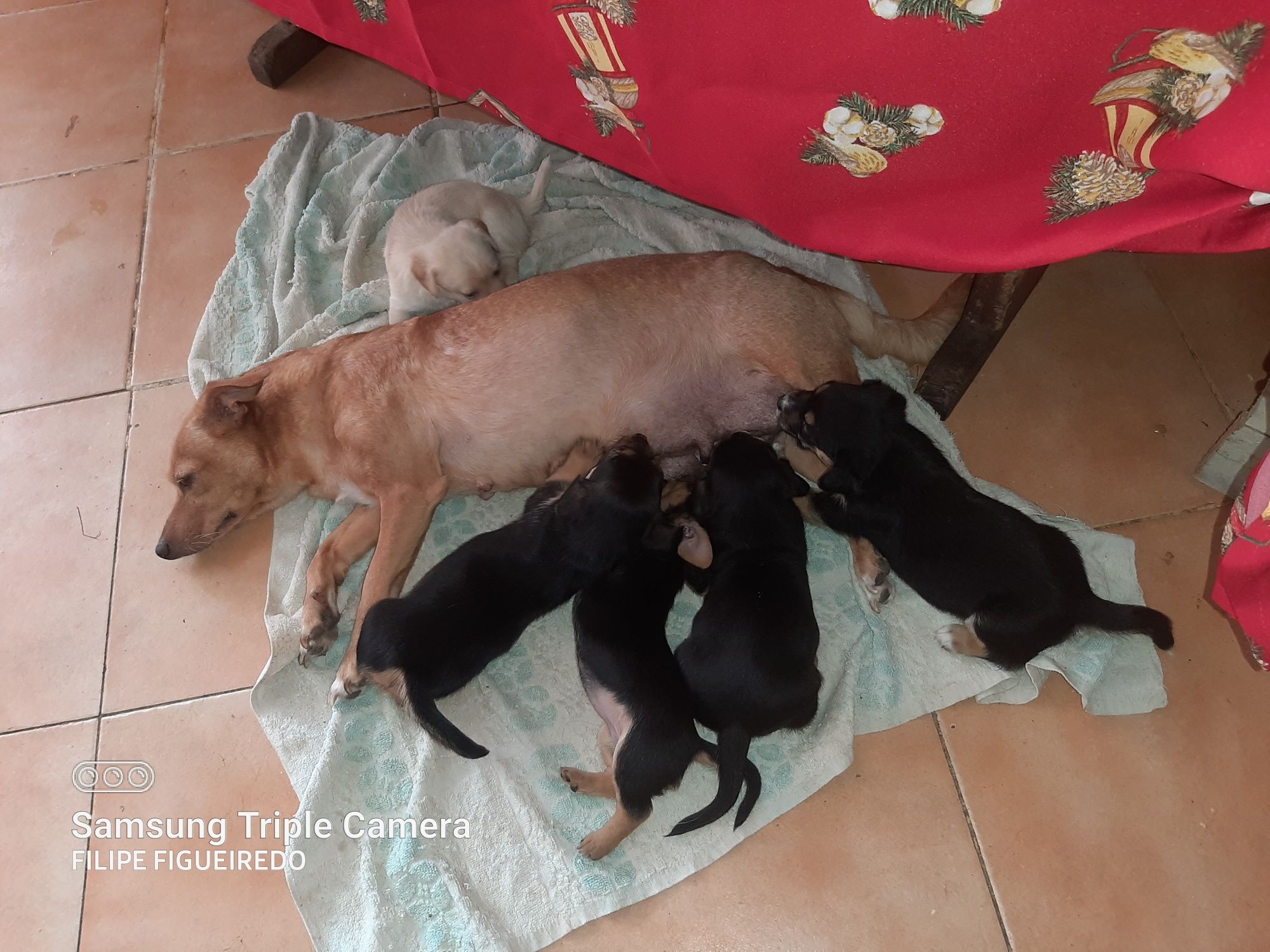 Cães bebés arrasados de pincher