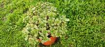 Planta suculenta