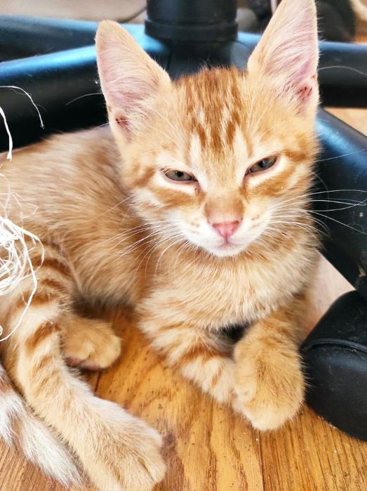 Рыжие котята бесплатно