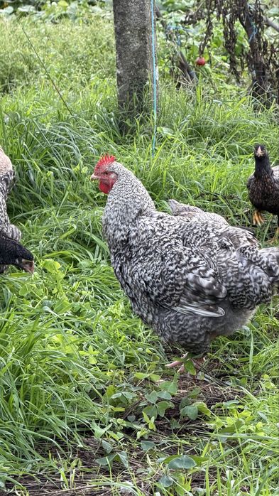 Galos de raça de galinha Malines