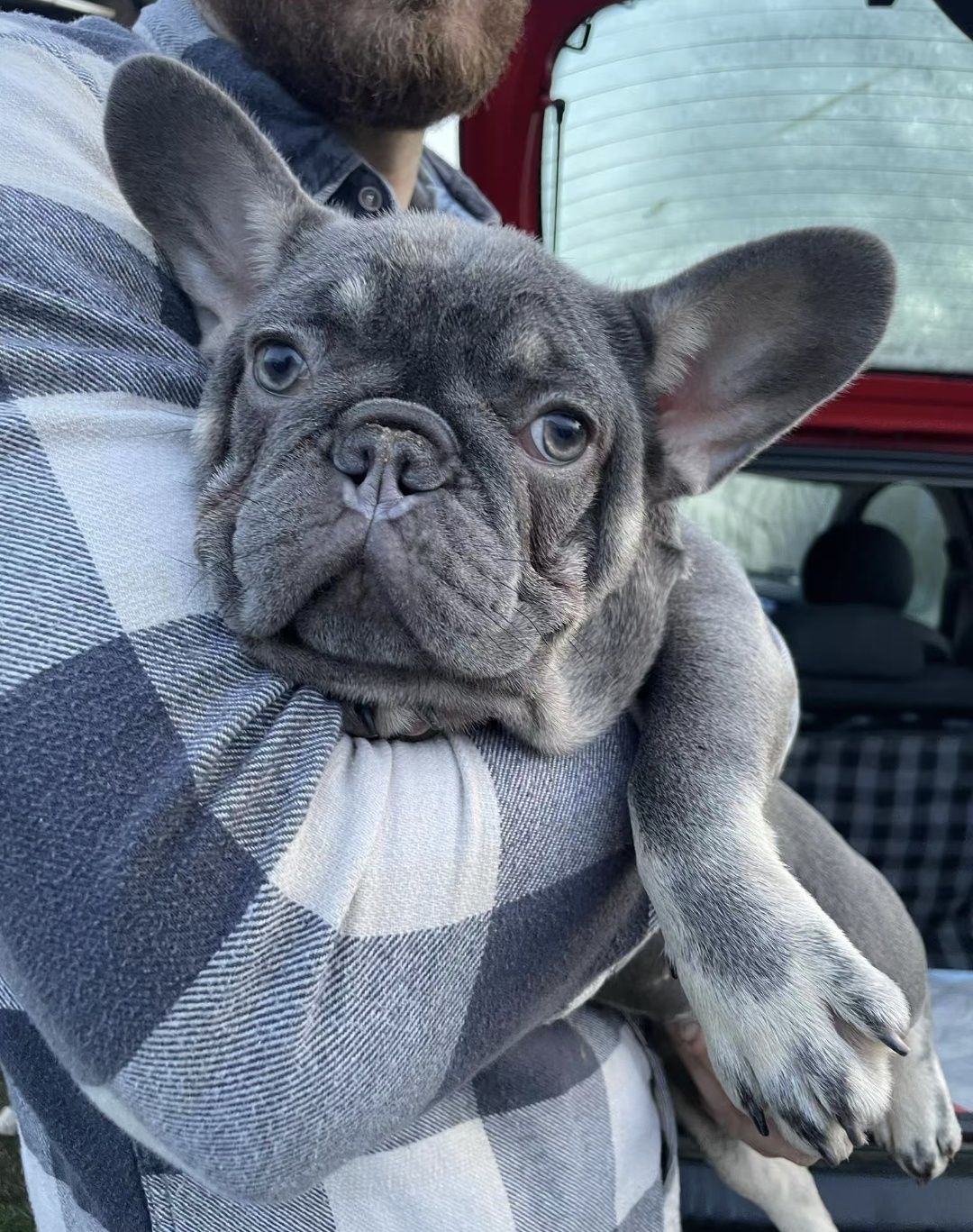 Bulldog francês exótico