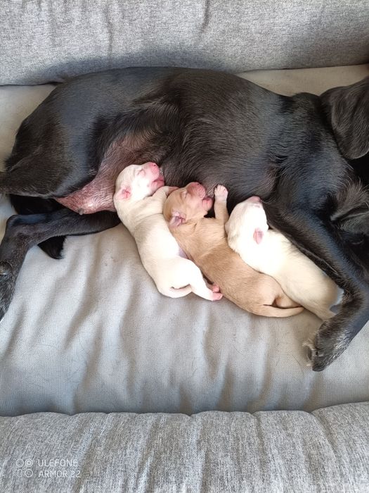 Ninhada de cães para doar