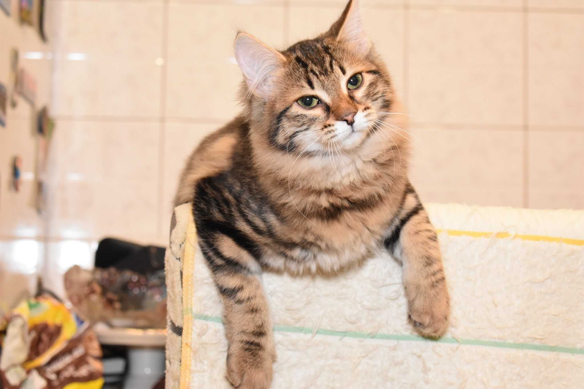 Клубна Сибірська кішка ,з супер-родоводом, мармурового окрасу.