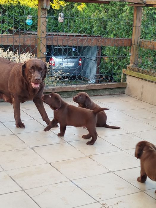 Szczeniak piesek labrador retriever rodowodowy FCI
