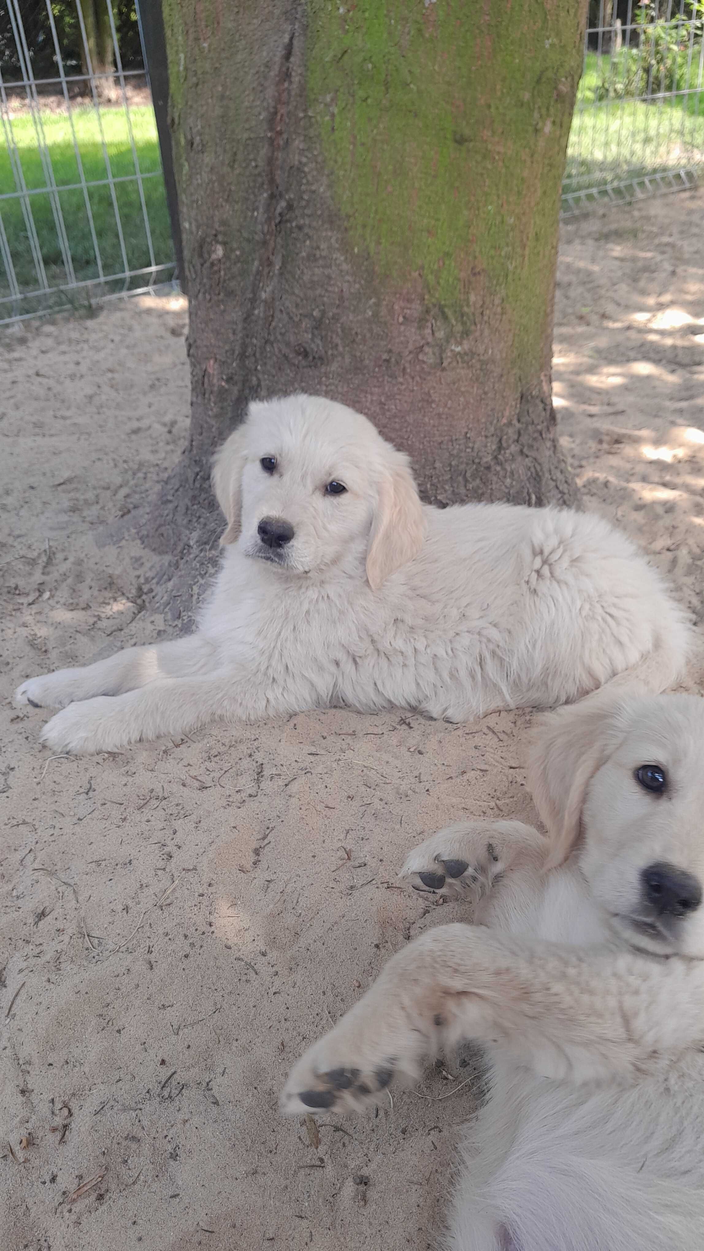 Golden retriever ..suczka ...do odbioru