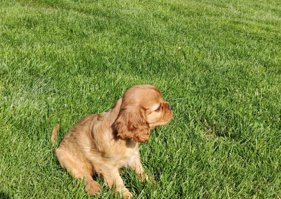 Cavalier King Charles Spaniel suczka Ruby