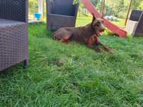 Doberman suczka rezerwacja