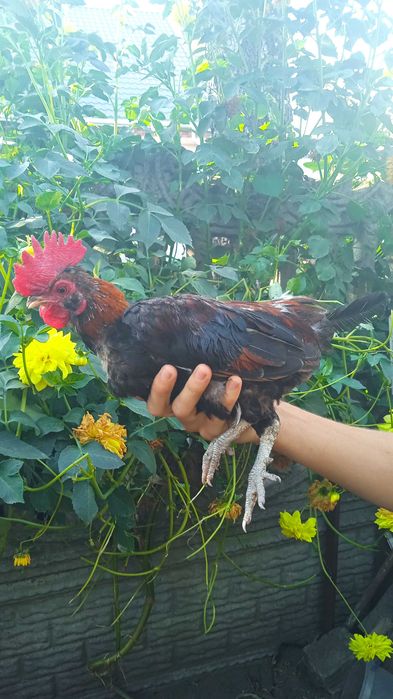 Карликові молоді півні