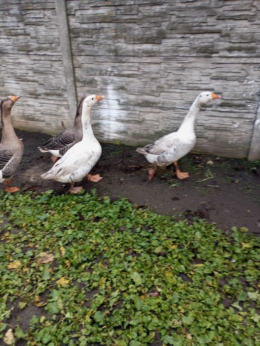Sprzedam białe gęsi
