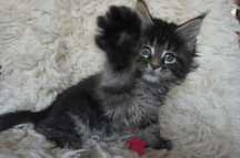 OGROMNA Maine Coon  -  do odbioru  sierpień-rodowód FPL