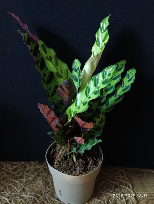 Калатея Лансіфолія