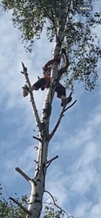 Wycinka drzew rebak łuparka frezarka