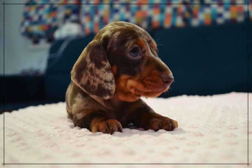 Jamnik Krótkowłosy Miniaturowy