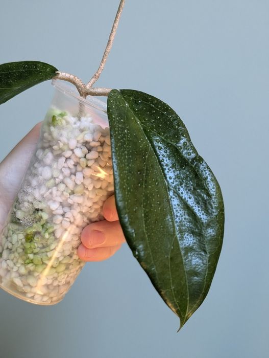 Hoya sp ut 033 rzadka