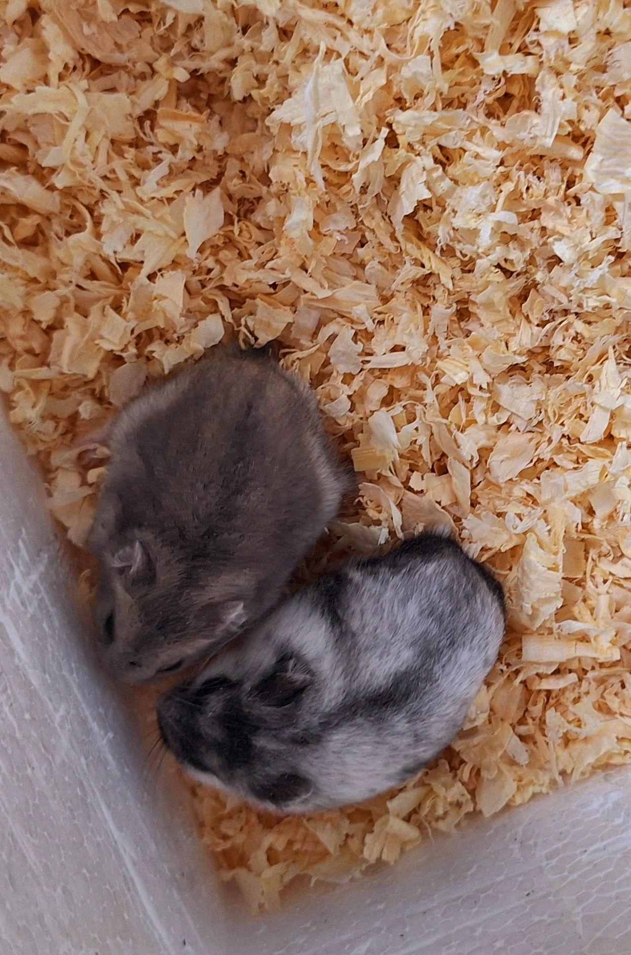 Chomiki dżungarskie