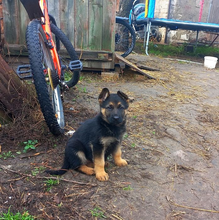 Щенки немецкой овчарки