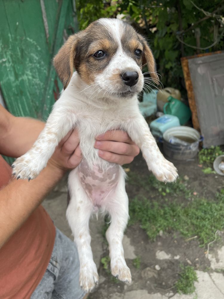 Віддам цуценят безкоштовно
