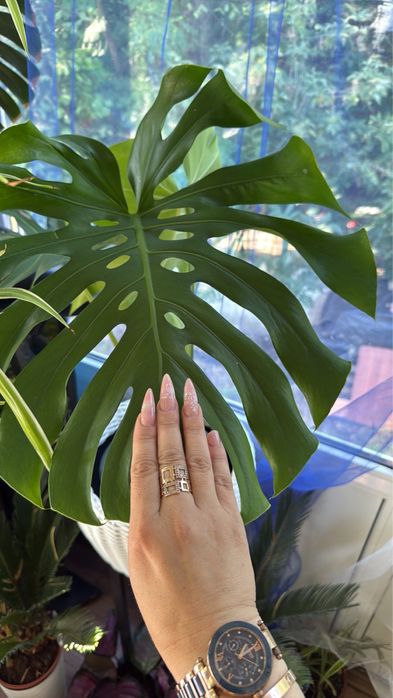 Монстера  кімнатні квіти