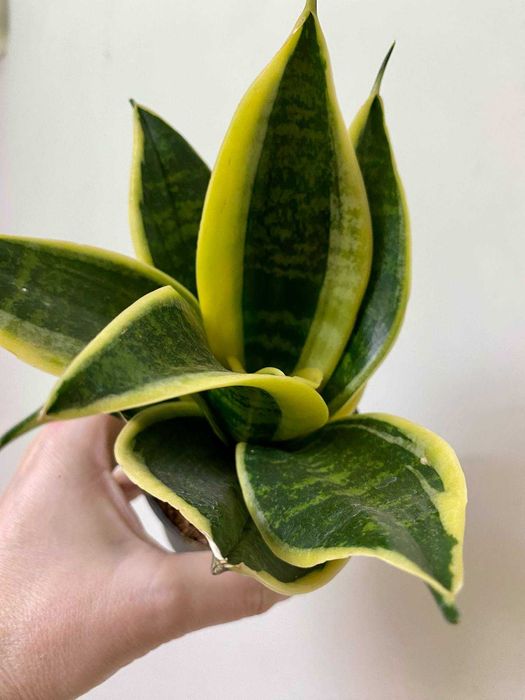 антуріум регал, аглаонема крімсон лав ,епіпремнум марбл кінг та ін