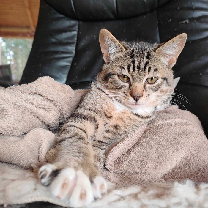 Przygarnij mnie,  jestem spoko kotek