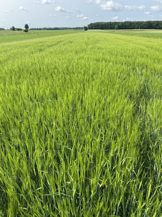 Jeczmien jary Brigitta