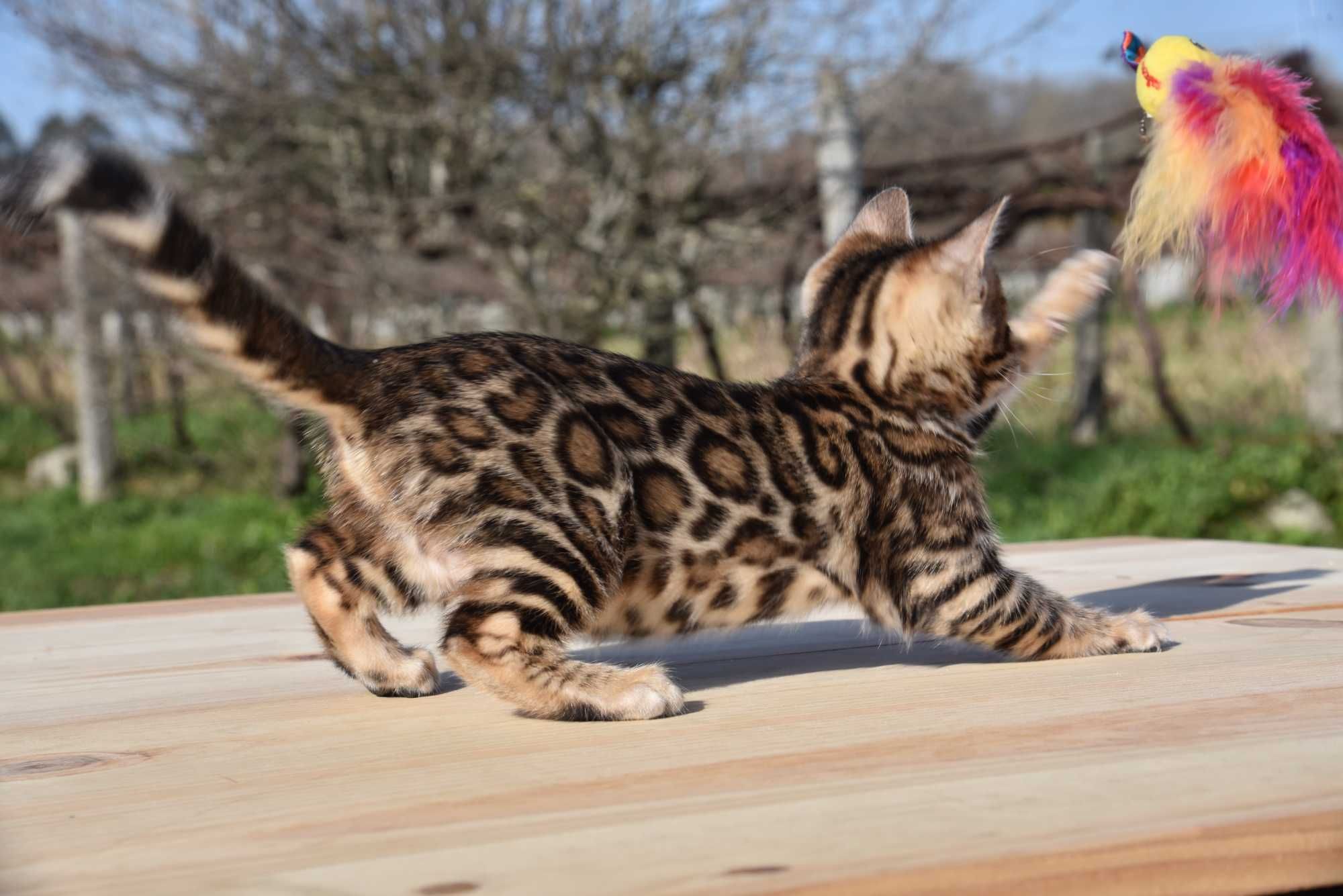 Gatinho Bengal d’Arques