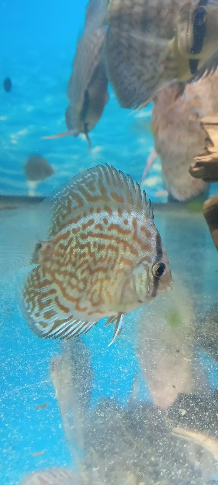 Paletki - Dyskowce Red Turkus