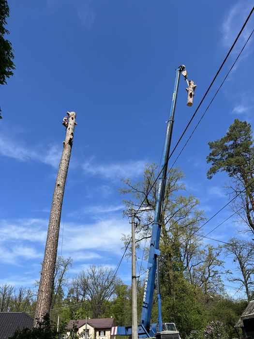 ТЕЛЕФОНУЙТЕ! Зрізання дерев, Кронування, Спил, Валка, Обрізка дерев