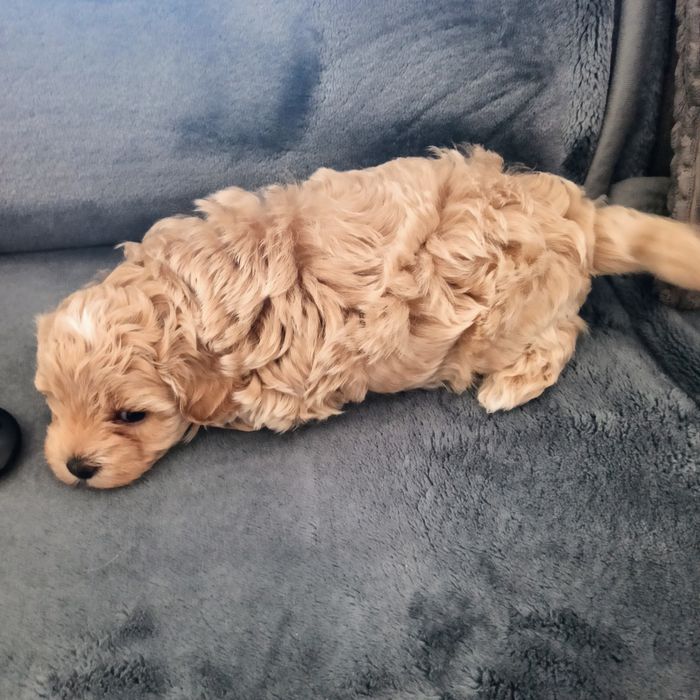 Maltipoo F1-chłopczyk