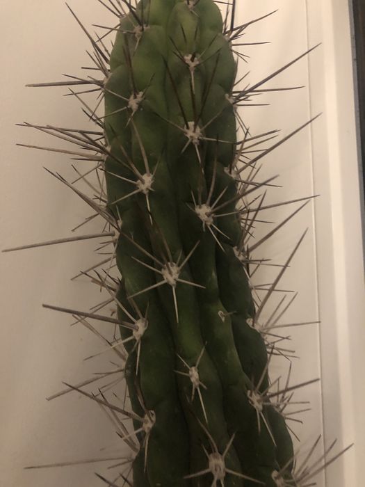 Kaktus prawdziwy ok 90 cm