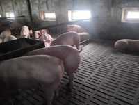 продам свині відгодівля вигодовані не на преміксах