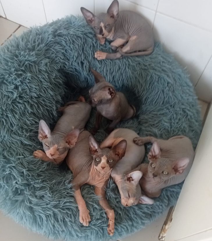 Sphynx linda femea