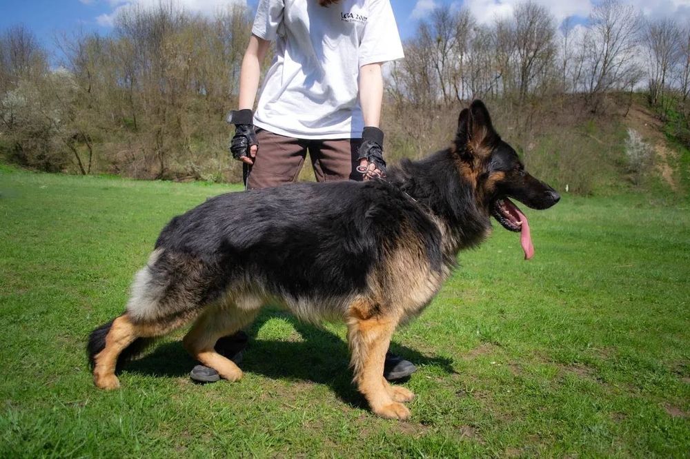 Цуценята німецької вівчарки