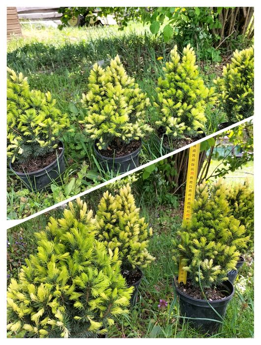 Ялинки: "Conica",  Дейзі Уайт, Десембер,  Барбарис,  Туя Рейнголд