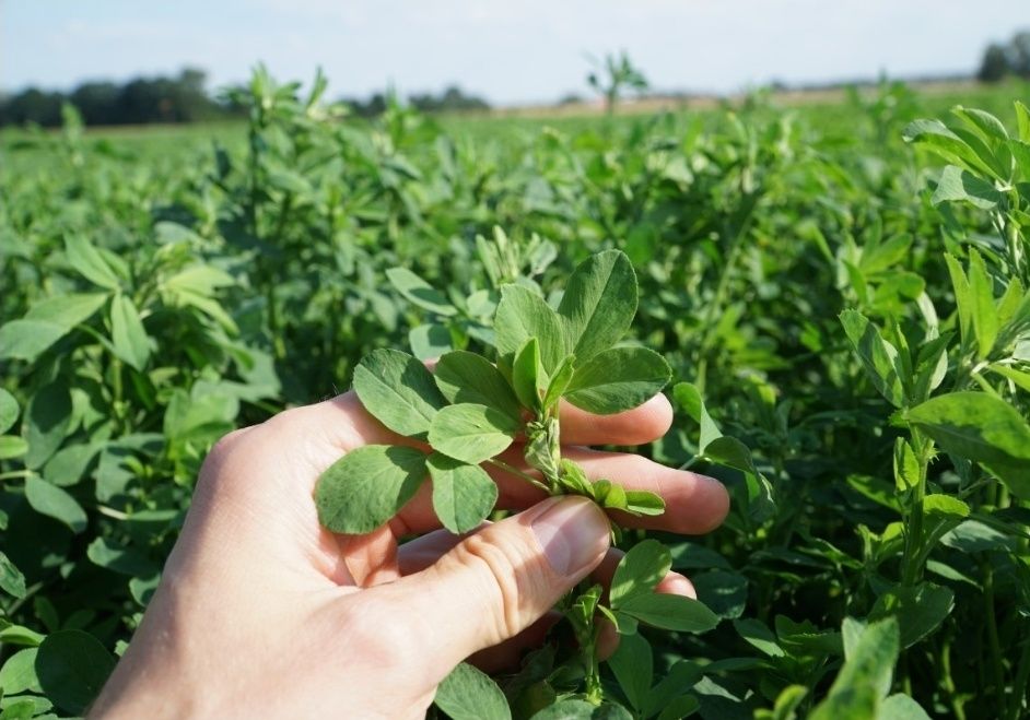 Sianokiszonka z Lucerny w balotach ilość 1300szt, 2025 sezon