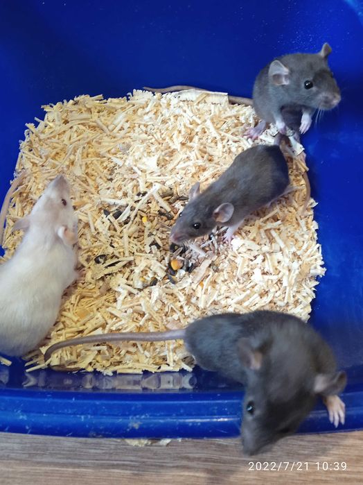 Продаю Крыс дамбы