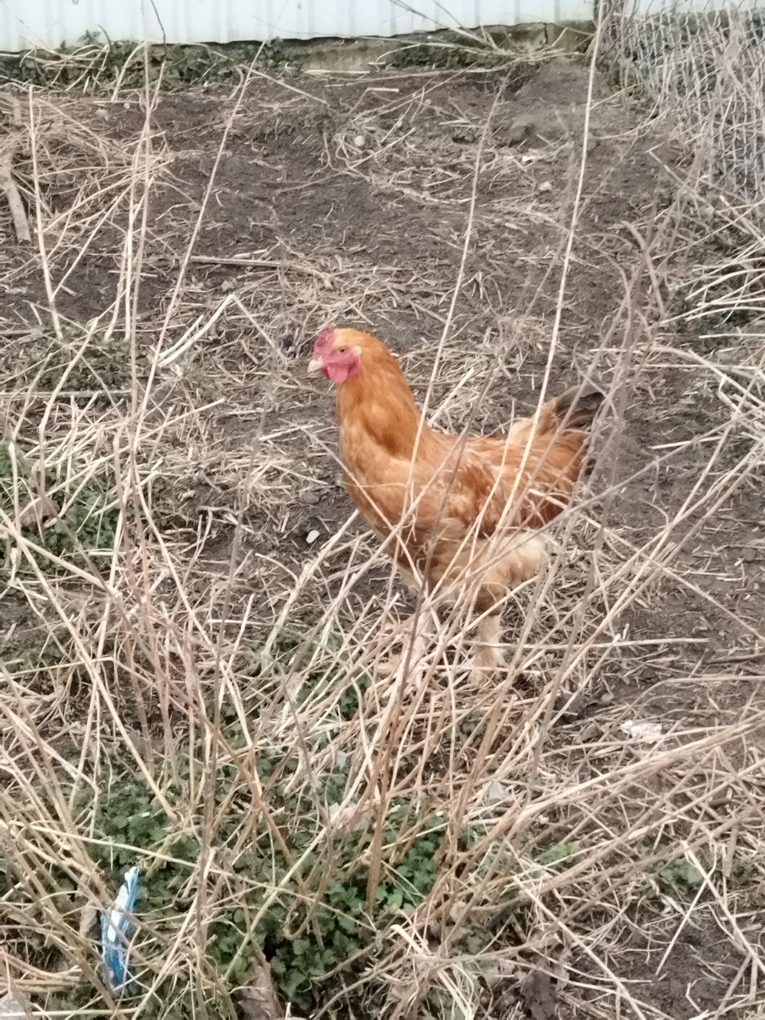 Wymienię koguta na kurke