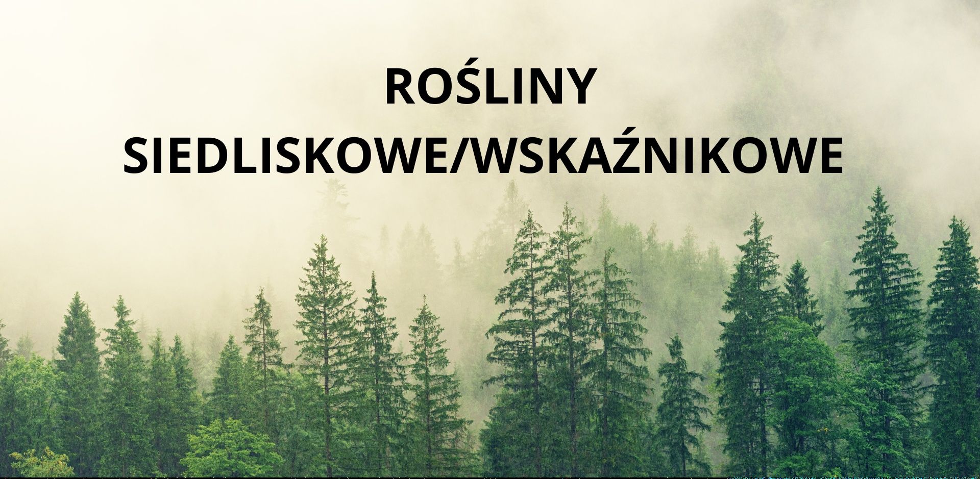 Rośliny wskaźnikowe/siedliskowe zielnik