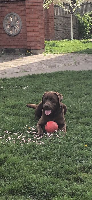 Лабрадор для вязки