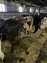 Krowy mleczne / wysokocielne / cielne